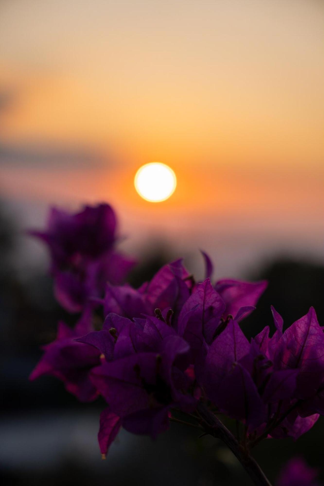 Candra Cottage Munduk Dış mekan fotoğraf